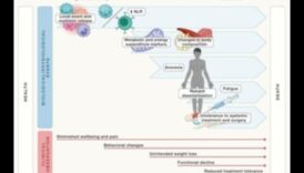الكيتو والوقاية من الأمراض المزمنة: دليل شامل