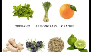 أساسيات التخلص من السموم: مكونات لا غنى عنها لتحقيق أقصى فائدة غذائية