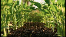 النظم الغذائية طويلة الأجل والزراعة المستدامة: منظور أخضر